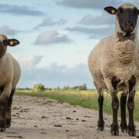 Stadtrand Wilhelmshaven