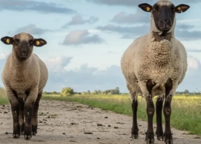 Stadtrand Wilhelmshaven